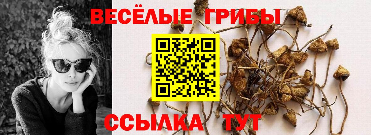 Амурск  Псилоцибиновые грибы GOLDEN TEACHER  где можно купить наркотик  Псилоцибиновые грибы прущие грибы  Вход с VPN 